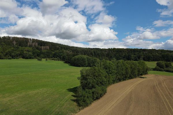 Waldrand und abgeerntetes Feld