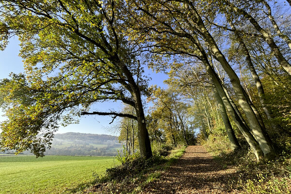 Herbstlicher Weg unter alten Bäumen am Waldrand, links Wiesen und Blick ins Tal
