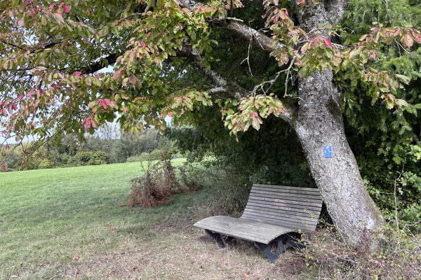 Geschwungene Holzliege unter einem Baum am Wegesrand