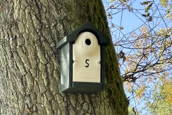 Nistkasten mit der Nummer 5 an einem moosbewachsenen Baumstamm