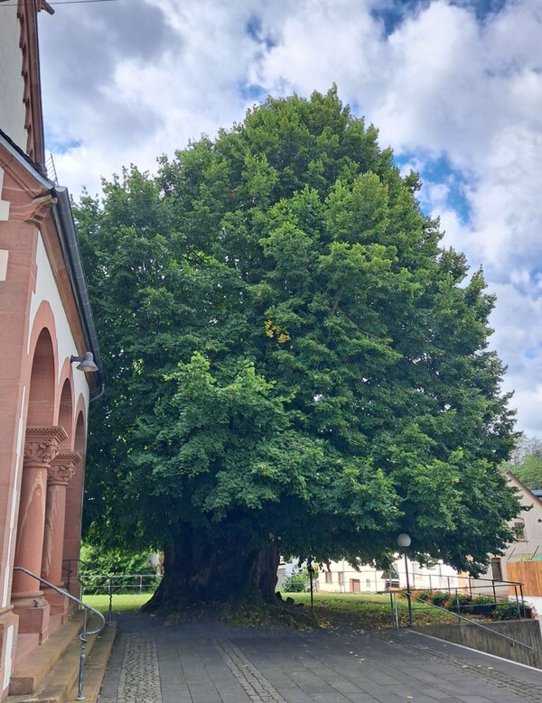 Die Kirchenlinde von Langendernbach, eine mächtige, weit ausladende Sommerlinde neben der Pfarrkirche.