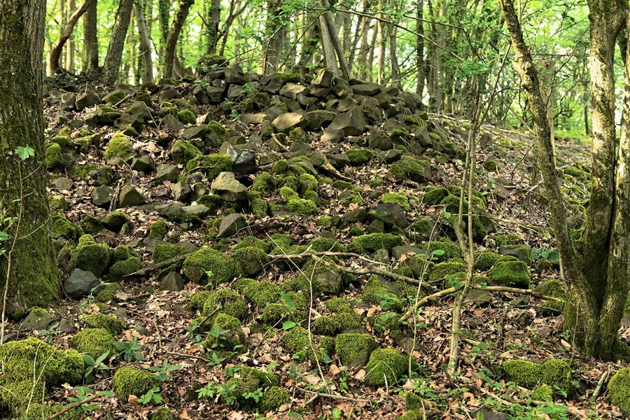 Moosbewachsener Steinwall aus Basaltbrocken zwischen Buchen auf dem Dornburg-Plateau.