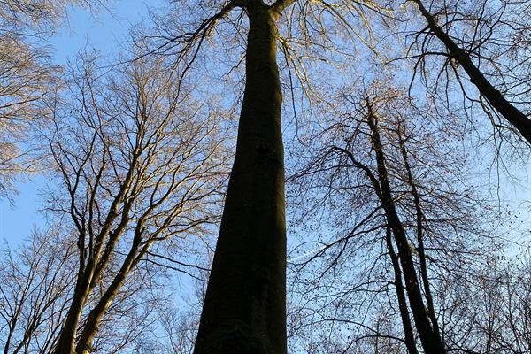 Hohe Buchen im Wald bei Langendernbach