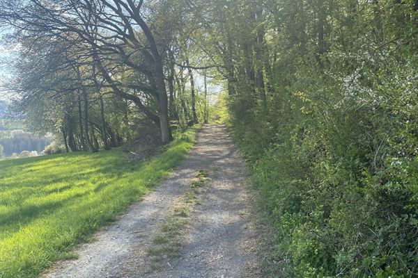 Sonnendurchfluteter Waldweg