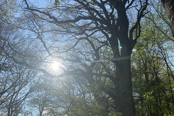 Alter Baum im Gegenlicht