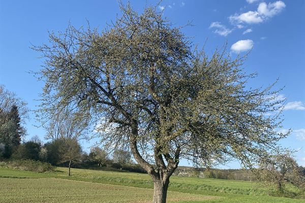 Obstbaum auf der Wiese unter blauem Himmel