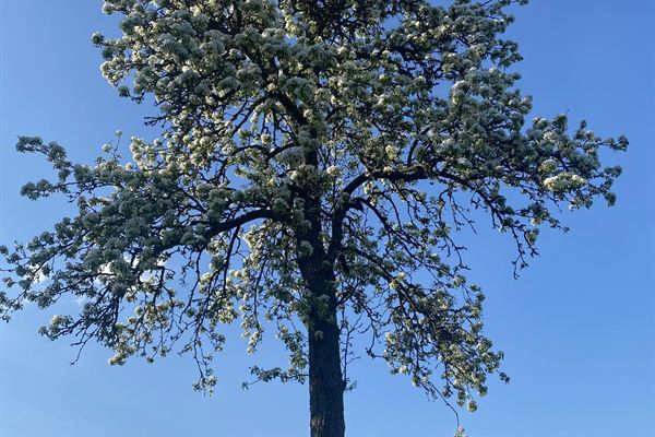 Blühender Baum am Feldrand
